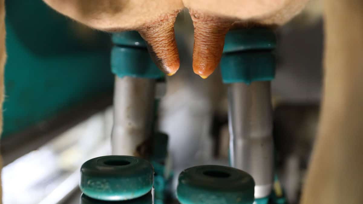 DairyRobot