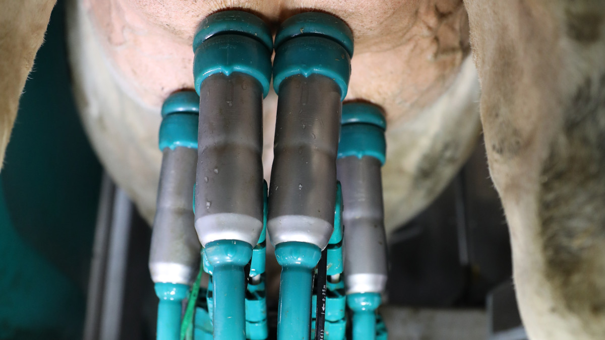 DairyRobot